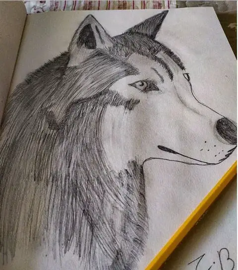 a drawing of a Wolf