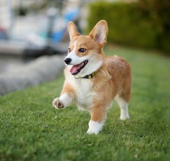 adorable Pembroke Welsh Corgi walking on the green grass