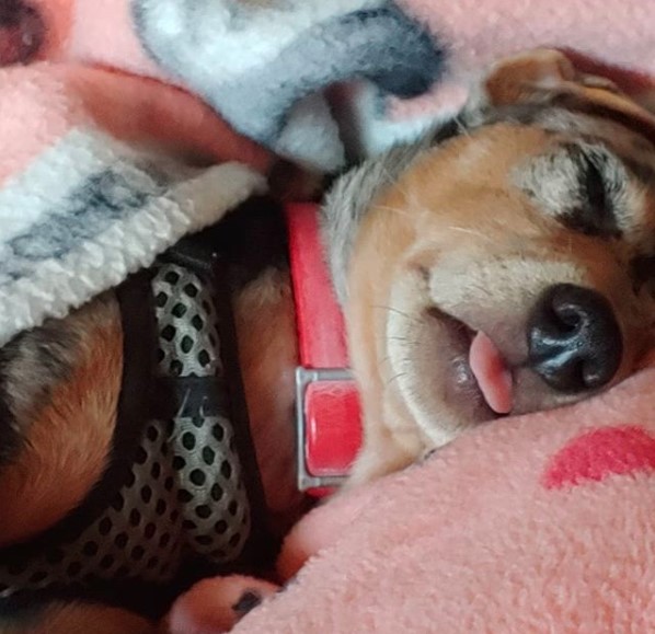 A Miniature Pincher sleeping soundly on the bed with its tongue out