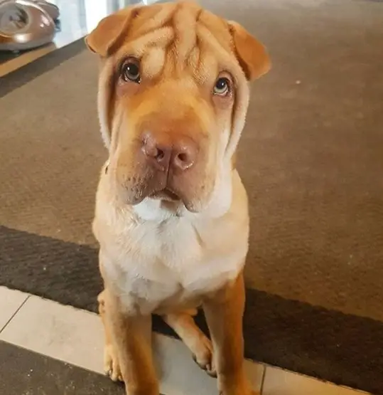 gold Shar Pei sitting on the floor with its begging face