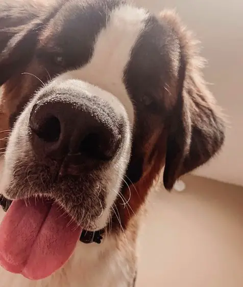 A St. Bernard Dog sitting on the floor while sticking its tongue out