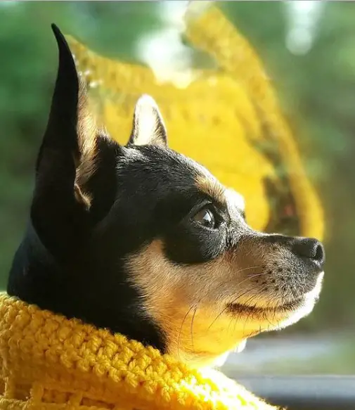 sideview head of a Chihuahua wearing yellow sweater
