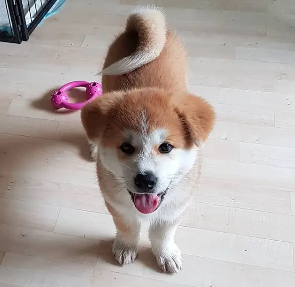 A yellow and white Akita Inu standing on the floor while smiling