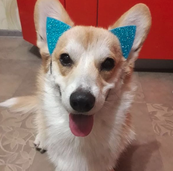 A Corgi wearing cat ears while sitting on the floor and smiling with its tongue out