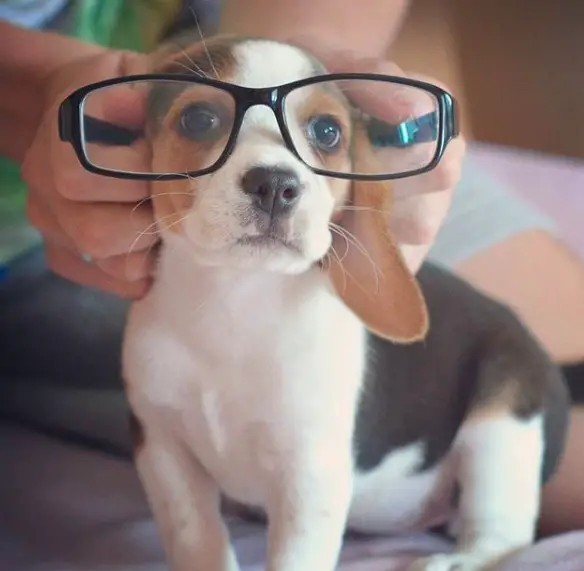 man making a Beagle puppy wear glasses