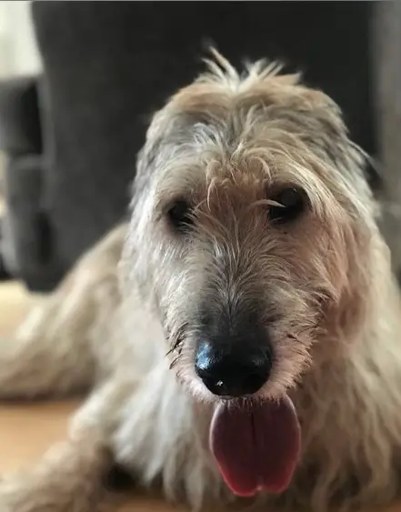 An Irish Wolfhound lying on the floor with its tongue out