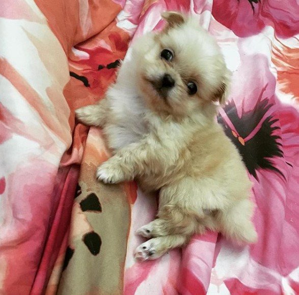 Pekingese puppy in bed