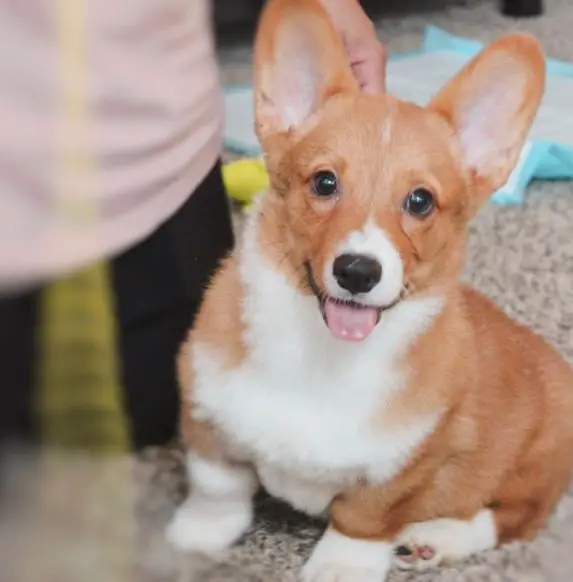 smiling Corgi sitting on the floor with a person kneeling behind him