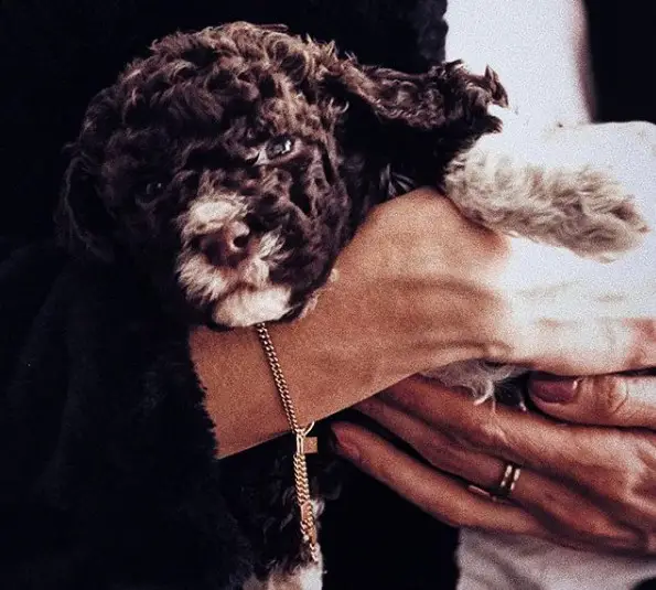 A Lagotto Romagnolo puppy in the arms of the woman