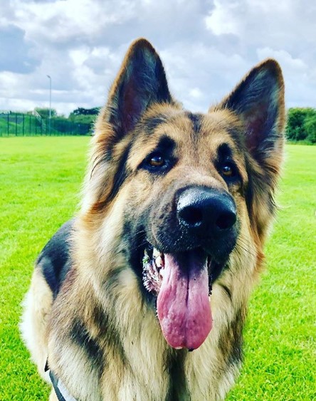 A German Shepherd standing on the field while sticking its tongue out