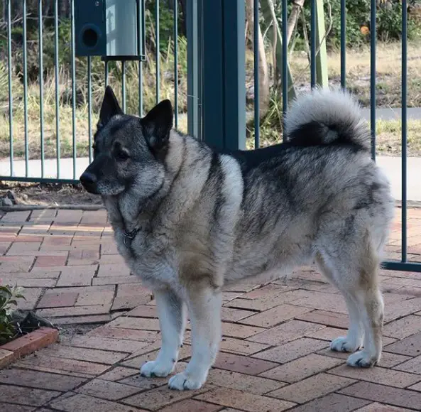 A Norwegian Elkhound Dog standing on the pavement behind the gate