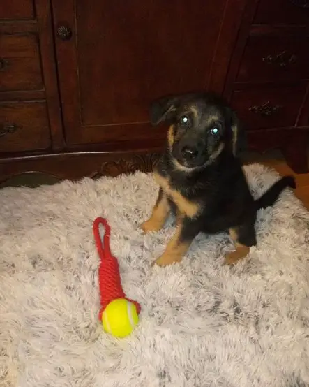 A German Shepherd puppy sitting in the carpet with its toy in front of him