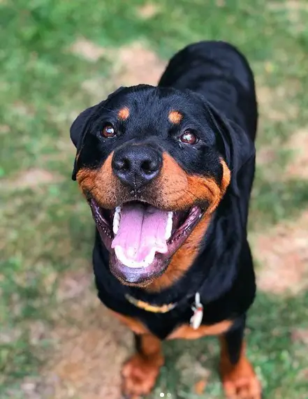 smiling Rottweiler while looking up