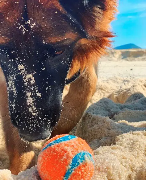 German Shepherd Puppy playing with ball in the sand