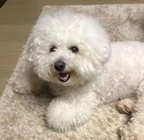 Bichon Frise lying down on the carpet while smiling