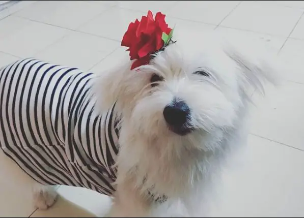 A Tibetan Terrier wearing striped shirt while standing on the floor with a piece of rose flower on its ears