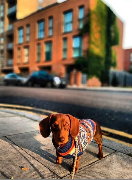 Dachshund wearing a cute aztec sweater while taking a walk in the city