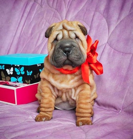 Shar Pei sitting on top of the purple couch while wearing a red ribbon around its neck
