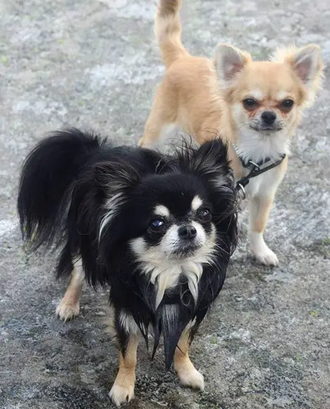 two Chihuahuas standing on the ground with their angry faces