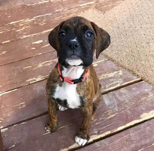 A Boxer puppy sitting on the wooden floor with its begging face