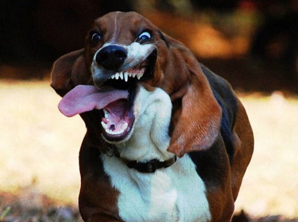Basset Hound running in the yard with its mouth wide open and tongue sticking out