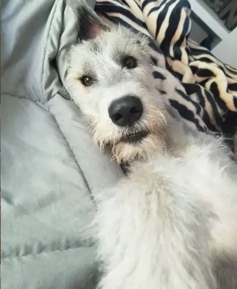An Irish Wolfhound lying on the bed