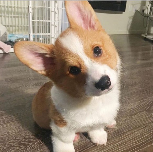 Pembroke Welsh Corgi puppy sitting on the floor while tilting its head