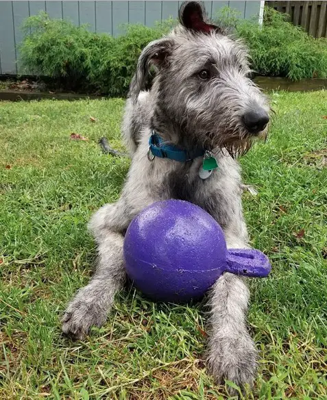 An Irish Wolfhound lying on the grass with its large chew toy