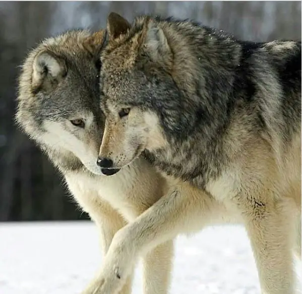 two Wolves standing beside each other in the forest in snow