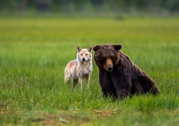 A Wolf standing on the grass behind the bear