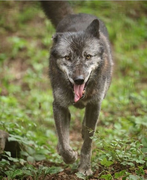 Wolf walking in the forest while panting