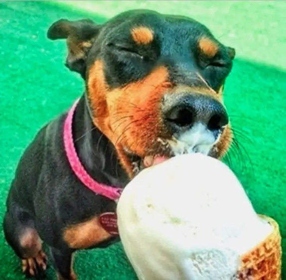 A Miniature Pinscher licking ice cream while sitting on the grass