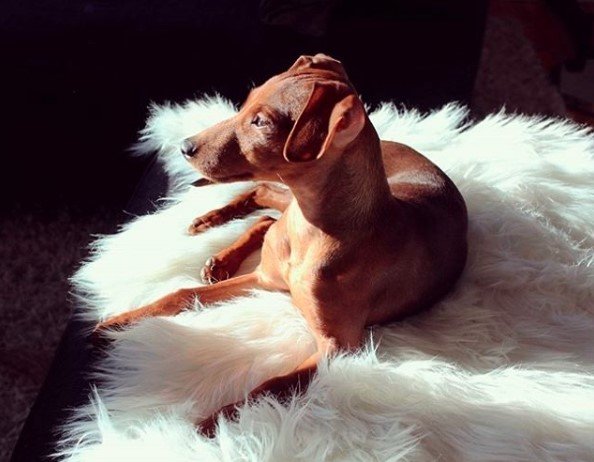 A Miniature Pincher lying on top of the fluffy white carpet under the sunlight