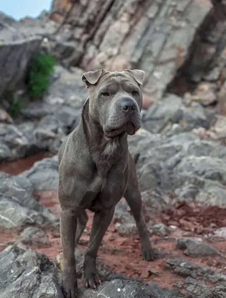 silver Shar Pei dog in the mountain rocks
