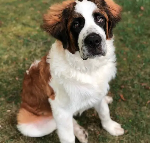 A St. Bernard Dog sitting on the grass with its begging face