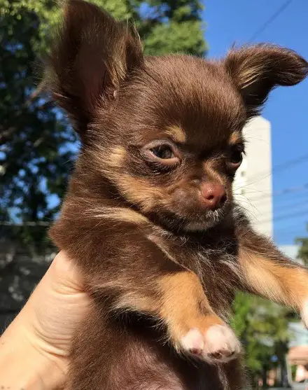 holding up a Chihuahua puppy