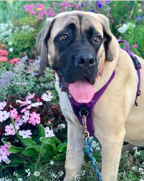 A Mastiff standing in the flower garden