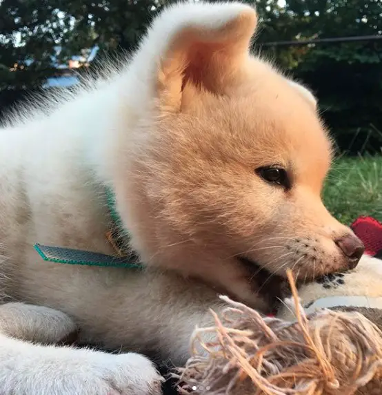 An Akita Inu lying on the grass while biting its toy