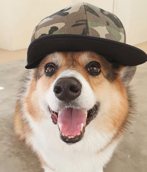 A Corgi wearing a camouflage cap while sitting on the floor