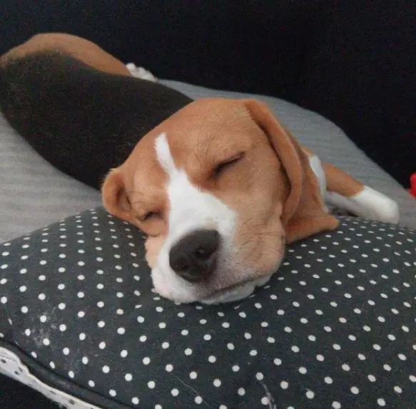 Beagle sleeping on the bed with its head resting on top of the pillow