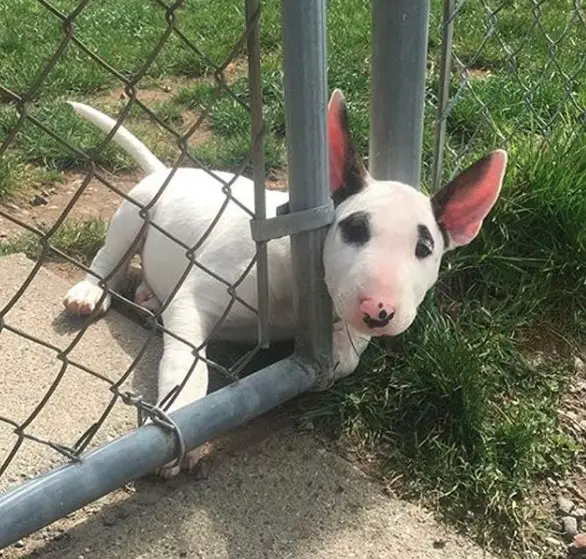 A Bull Terrier Puppy lying on the pavement with its head peeking through the gate