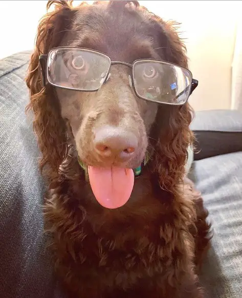 A Boykin Spaniel wearing glasses while sitting on the couch with its tongue sticking out