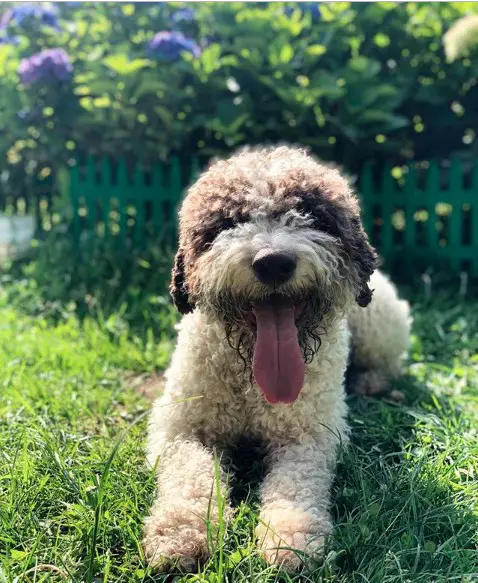A Lagotto Romagnolo lying in the yard while smiling with its tongue out
