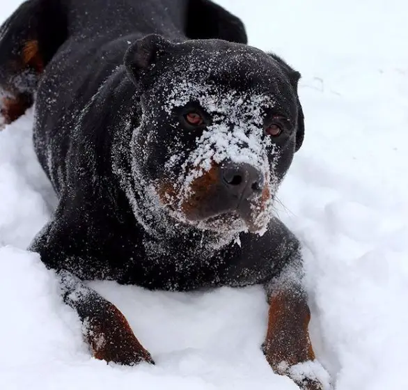 Rottweiler lying down in snow