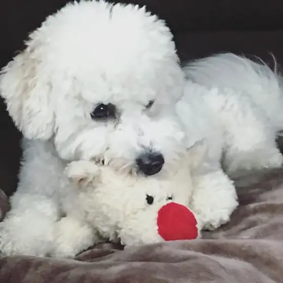 Bichon Frise lying down on the bed while biting its stuffed toy