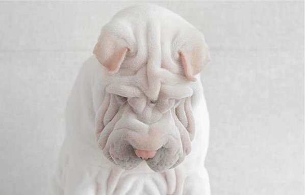 white Shar Pei with its head down