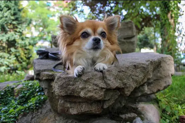 Chihuahua lying down on a broken concrete in the forest