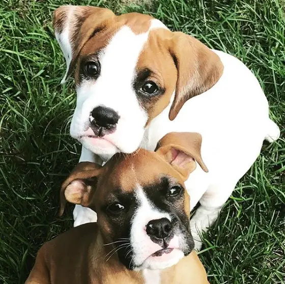 two Boxer puppies sitting on the grass