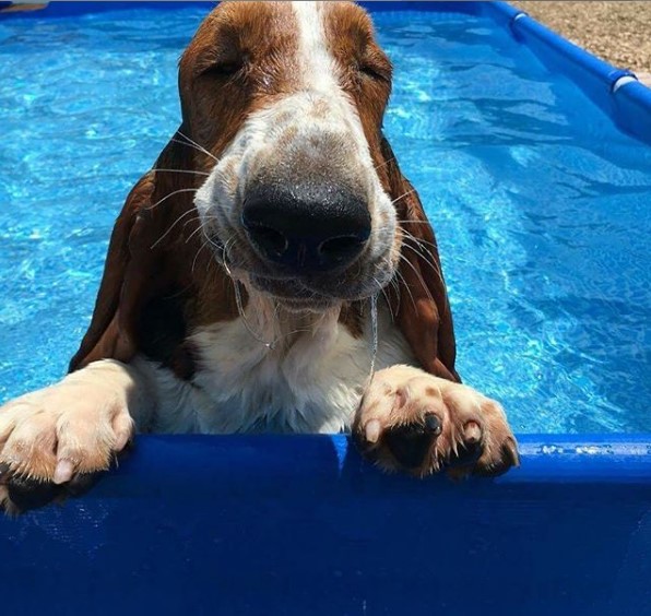 Basset Hound standing up on the edge of the swimming pool under the sun