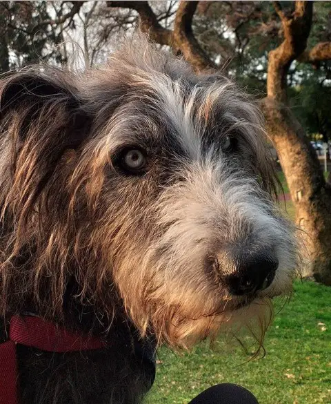 face of an Irish Wolfhound